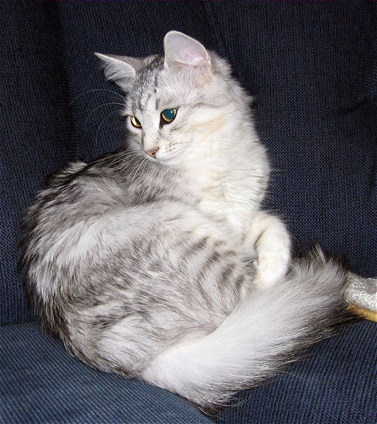 kotka syberyjska Olimpia